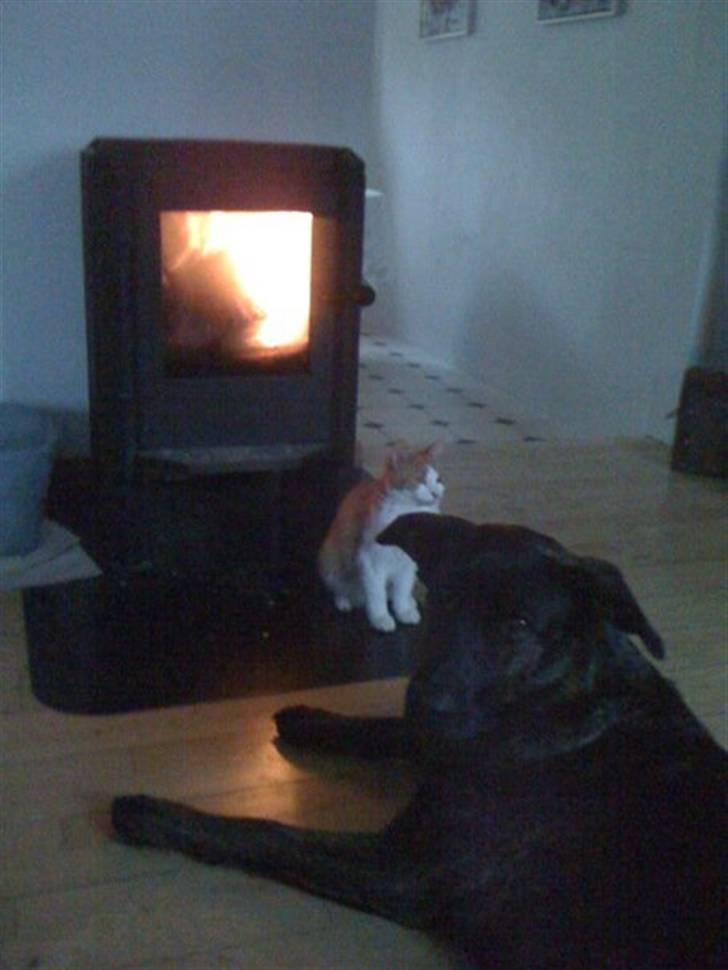 Blanding af racer Trunte - Og så ind foran brændeovnen og få varmen... billede 13