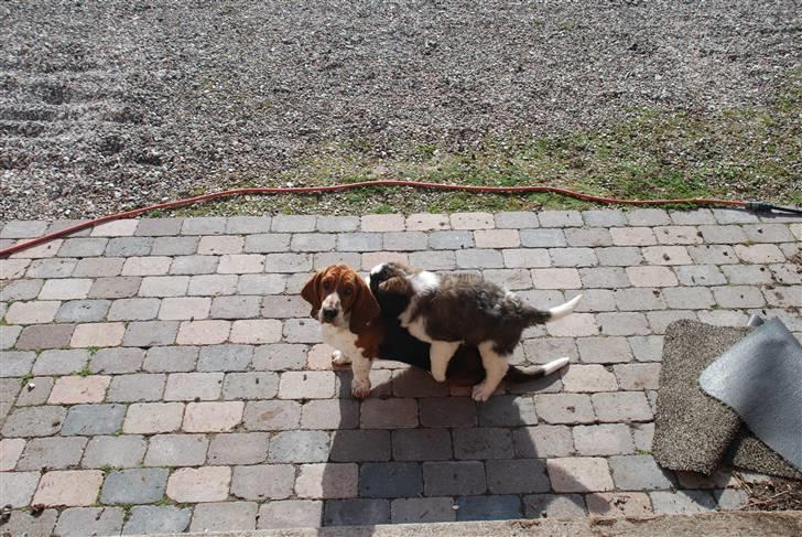 Sankt bernhardshund George billede 2