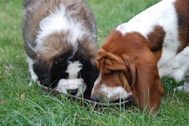 Sankt bernhardshund George billede 3
