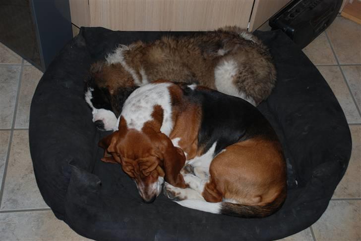 Sankt bernhardshund George billede 5