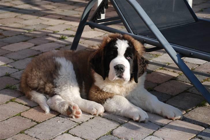 Sankt bernhardshund George billede 6