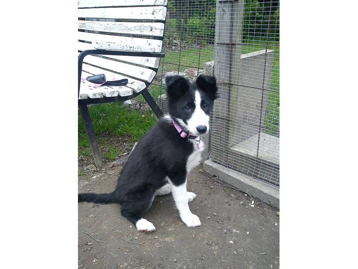 Border collie Bailey  billede 1