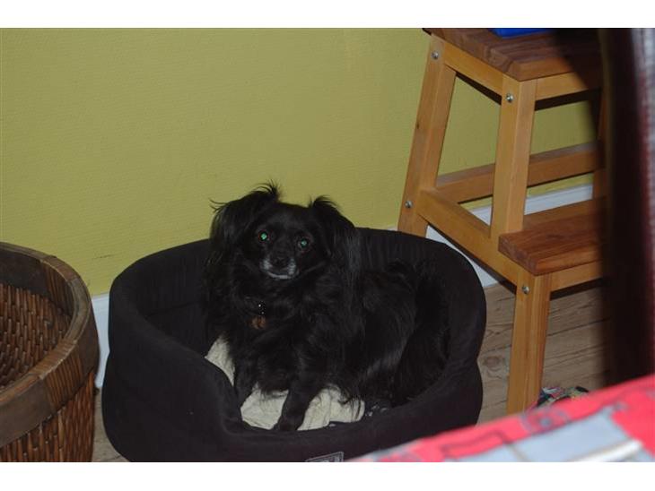 {{currentPhoto.altText}} billede {{currentPhoto.number}}