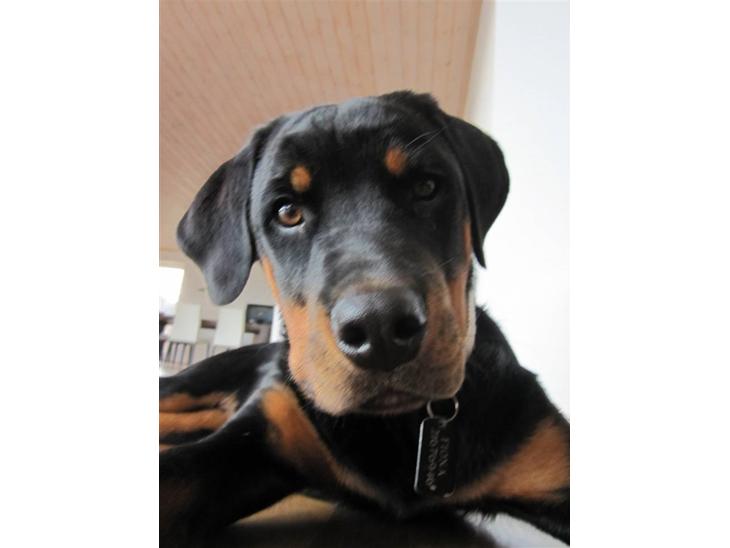 {{currentPhoto.altText}} billede {{currentPhoto.number}}