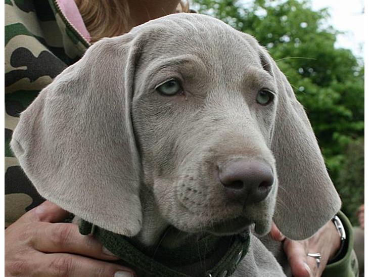 Weimaraner Hot Shoot´s Lotto (Anden) HD-A billede 1