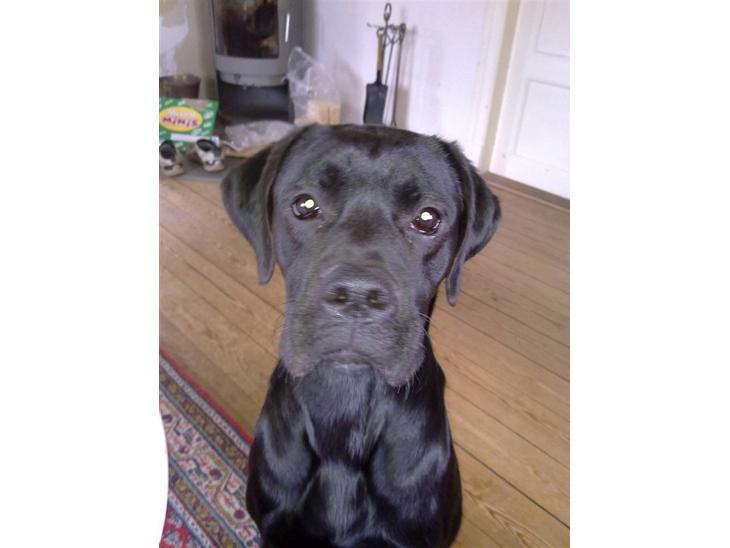 {{currentPhoto.altText}} billede {{currentPhoto.number}}