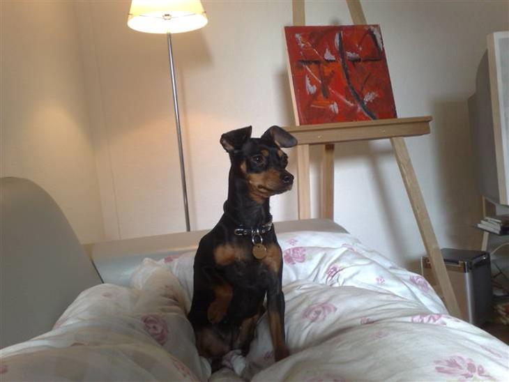 {{currentPhoto.altText}} billede {{currentPhoto.number}}