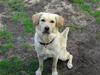 Blanding af racer Gizmo (Golden/labrador)