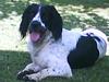 Field Trial spaniel Movgli [Tidl. hund]