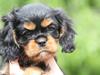 Cavalier king charles spaniel Cava Coton's Sadie