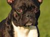 Fransk bulldog Kessler Fransk bulldog Kessler