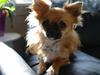 Chihuahua Aslan be my dream *udstationeret*
