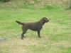 Labrador retriever Sille R.I.P [ Himmelhund]