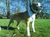 Amerikansk staffordshire terrier Pancho RIP MY LOVE <3 [ Himmelhund]