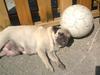 Mops Sonne