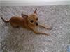 Chihuahua Chiki *<3 RIP baby <3*