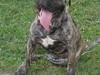 Olde english bulldogge Levi