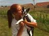 Boston terrier Unik