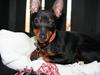 Dvaergpinscher Rødkildes Flora [Tidl. hund]