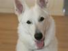 Hvid schæfer Egeborgs White Enzo [ Himmelhund]