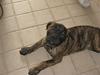 Dogo canario Svea
