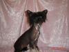 Chinese crested hårløs Belika