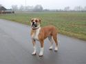 Amerikansk bulldog Morgan