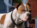 Amerikansk bulldog Fighter