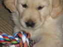 Golden retriever Oskar