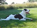 Amerikansk bulldog Chico