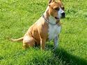 Amerikansk staffordshire terrier MADI Remi-Luka *Jasmin* ( solgt)