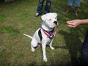 Amerikansk bulldog Ollie
