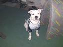Amerikansk staffordshire terrier neo