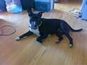 Amerikansk staffordshire terrier Chili