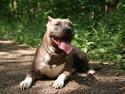 Amerikansk staffordshire terrier Aura <3