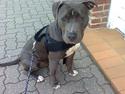 Amerikansk staffordshire terrier Malou