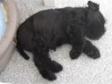 Dvaergschnauzer Cucurrucucu, Carlos
