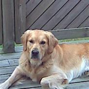 Golden retriever Simba