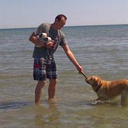 Golden retriever Simba