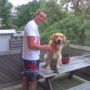 Golden retriever Simba