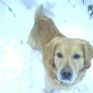 Golden retriever Simba