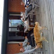 Golden retriever Simba