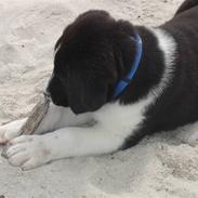 Blanding af racer Basse:D:D