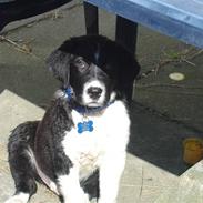 Blanding af racer Basse:D:D