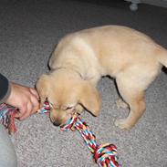 Blanding af racer Gizmo (Golden/labrador)