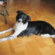 Blanding af racer Border Collie Milo