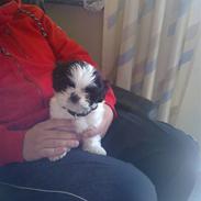 Shih tzu kalle