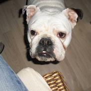 Engelsk bulldog gucci