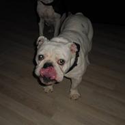 Engelsk bulldog gucci