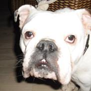 Engelsk bulldog gucci